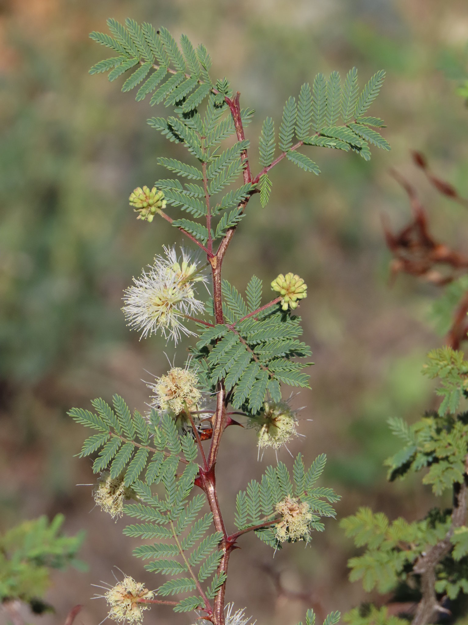 Mimosa aculeaticarpa